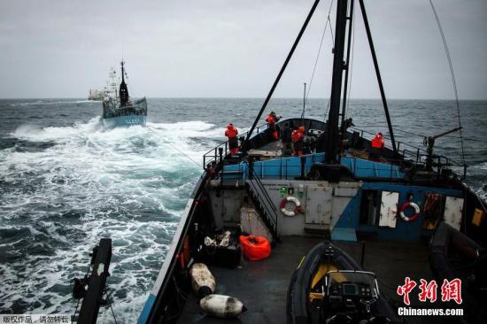 ����ͼ���ձ����������ڶ������衱(Yushin Maru)����ͼ�Է���������ʷ�ٷ�ŷ�ġ�(Steve Irwin)�Ž������롣