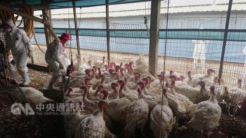 ˮ����һ�������𼦳���Ⱦ���飬��ɱ864ֻ�𼦡�ͼƬ��Դ��̨�塰�����硱 ̨�������ط�������ͼ