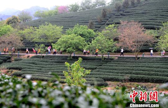 �ο��ڴ�½����ɽ��ӣ����԰��顣���Ž� ��