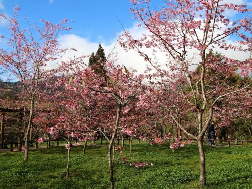 ̨�尢��ɽӣ����(ͼ��̨�塶���ϱ���/����ɽ����վ �ṩ)